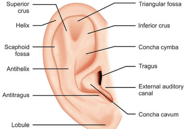 Pinna Suture