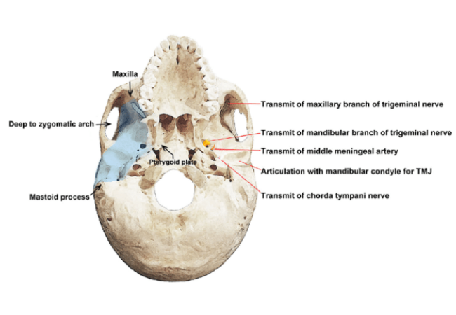 Extended Lateral Skull Base